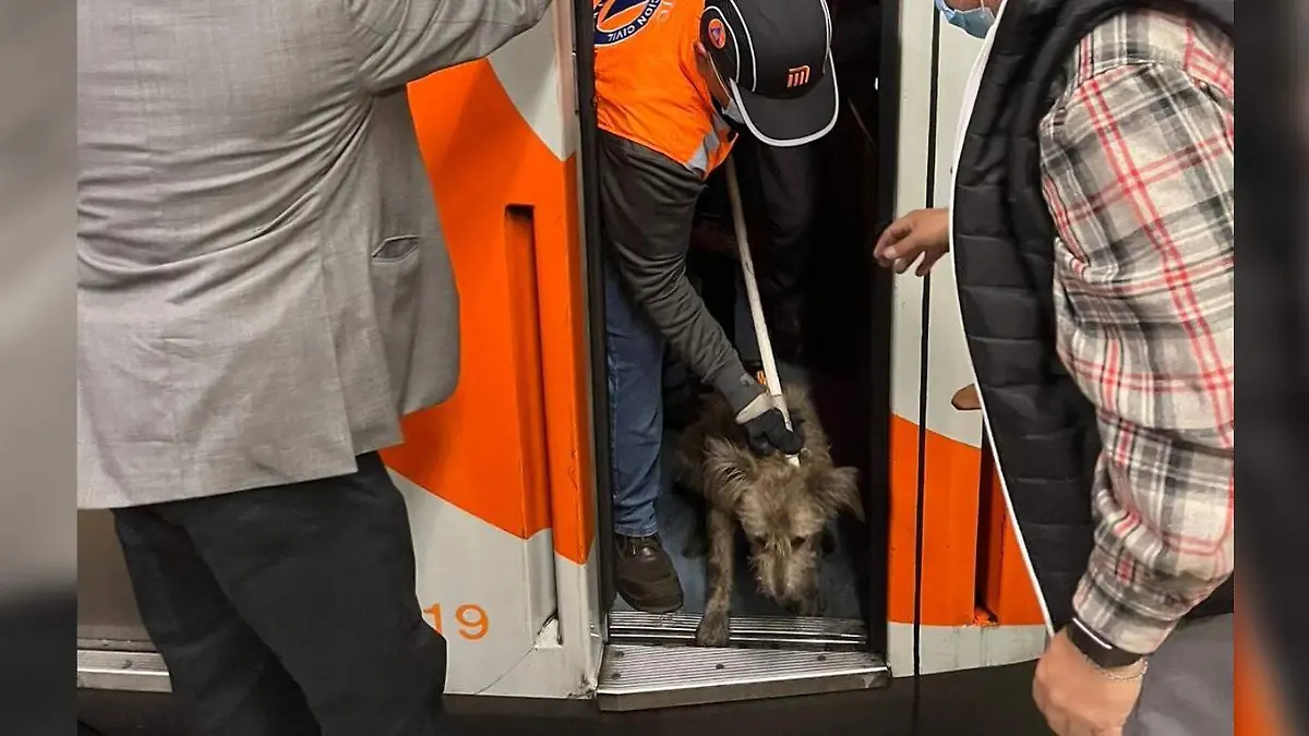 perrito metro(1)